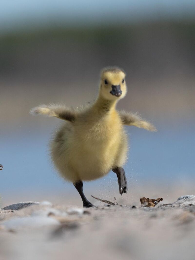 STOP shooting birds from eye-level (while standing)