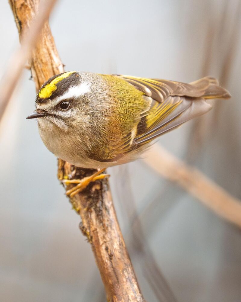 Golden-crowned Kinglet