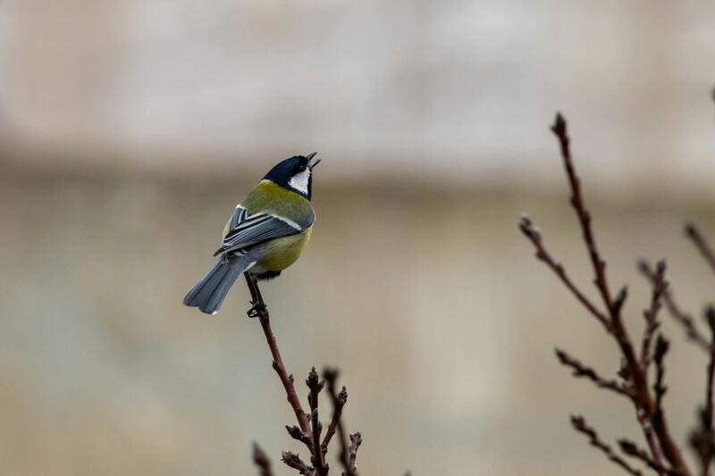 Great tit singing