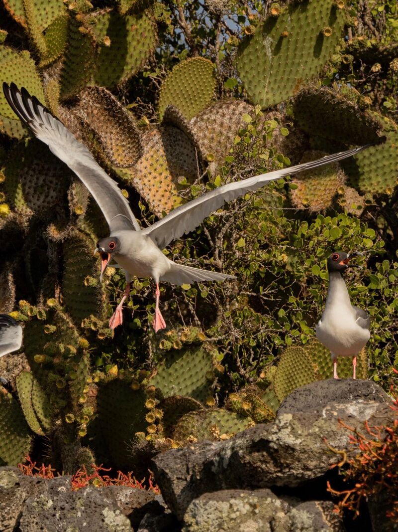 Swallow Tailed Gull in Galapagos