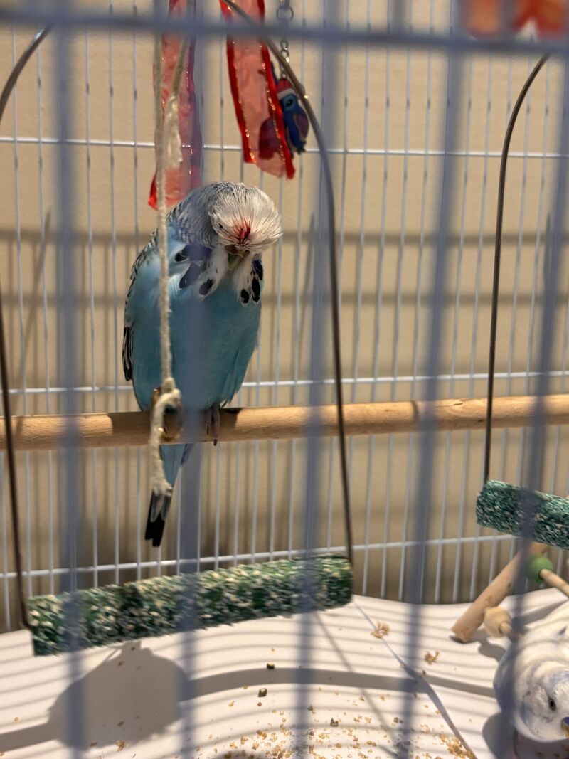 Budgie pin/blood feather bleeding, advice needed!!