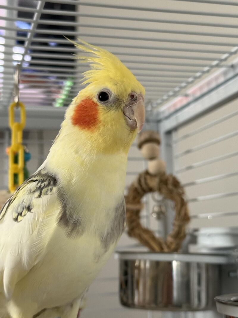 i have THE definition of a velcro bird.. and i hate it?