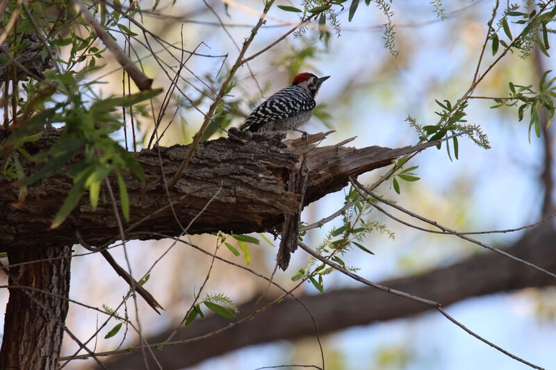 Ladder-backed woodpecker