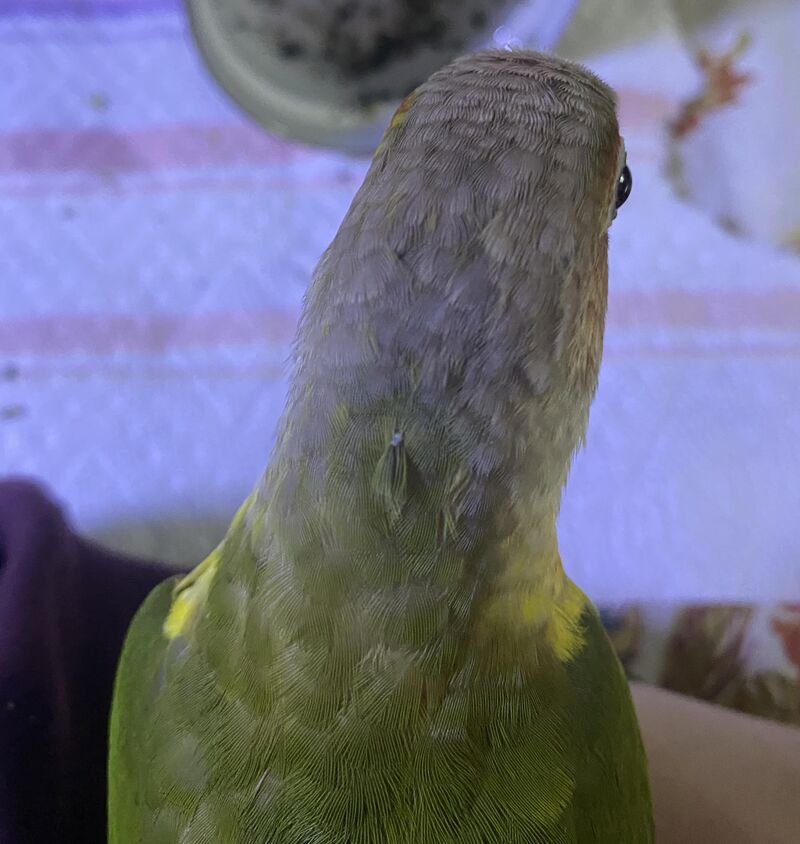 Rat tail birb