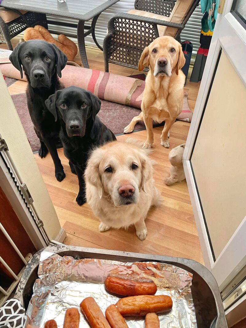 Posted these guys yesterday saying one was bored of my photoshoots. He’s not looking so bored now sausages are involved!