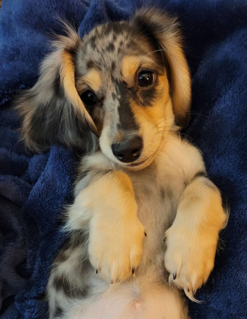 The best puppy anyone could ask for!