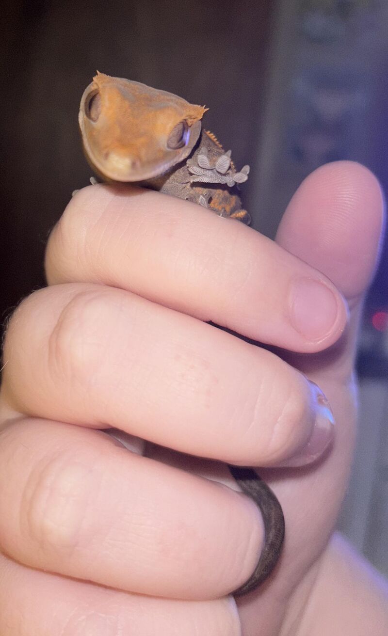 My gecko Penelope is waving high