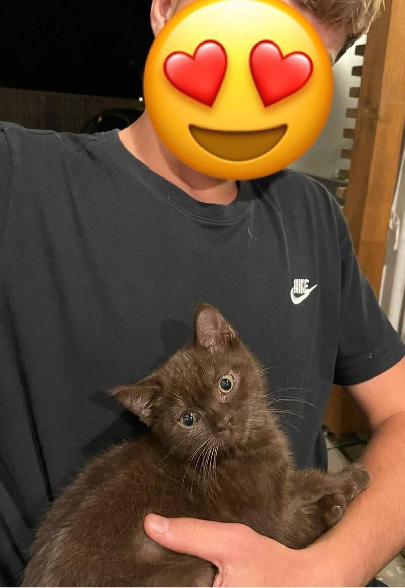 Meet my new tiny kitten!