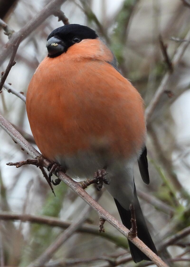 An absolute unit of a bullfinch.
