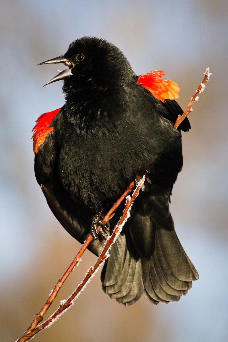 Red-winged blackbirds are so amusing