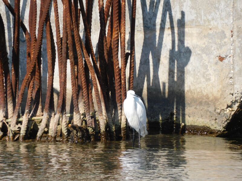 Little Egret in the river