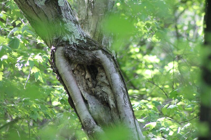 Remember all those times we thought we saw a bird…