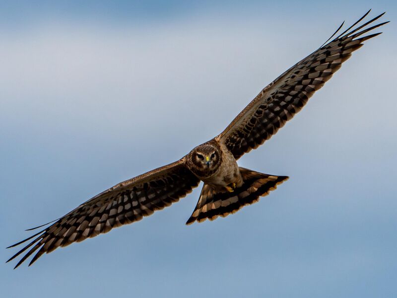 Northern Harrier - Fernhill Wetlands, Oregon - Round 2