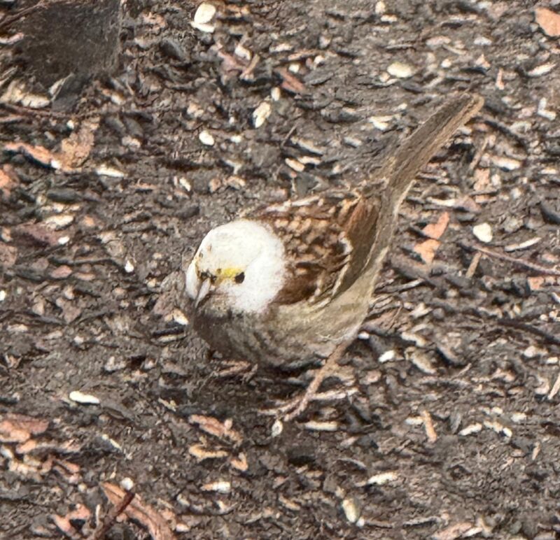 Leucistic White Throated Sparrow