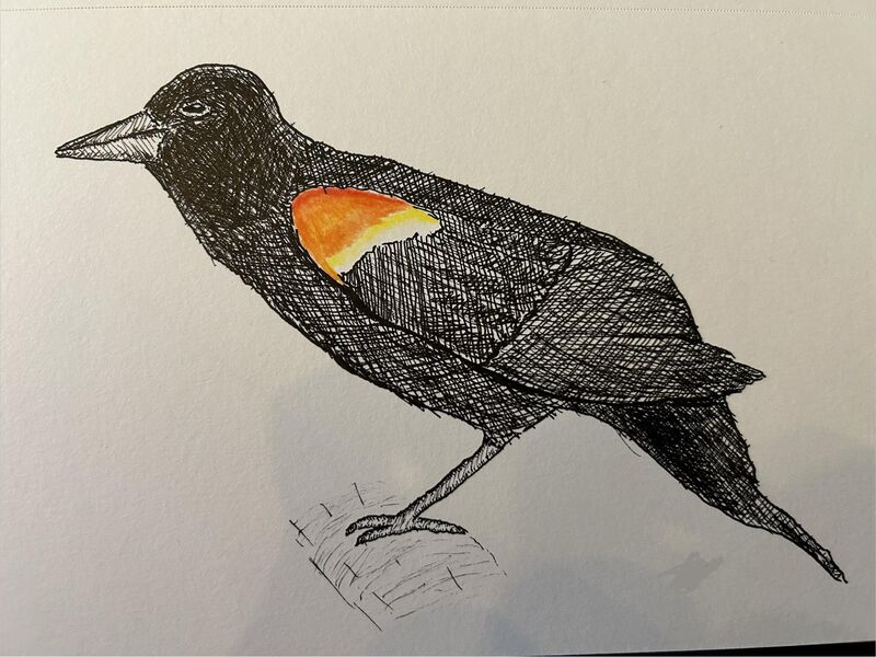 Merlin’s Bird of the Day