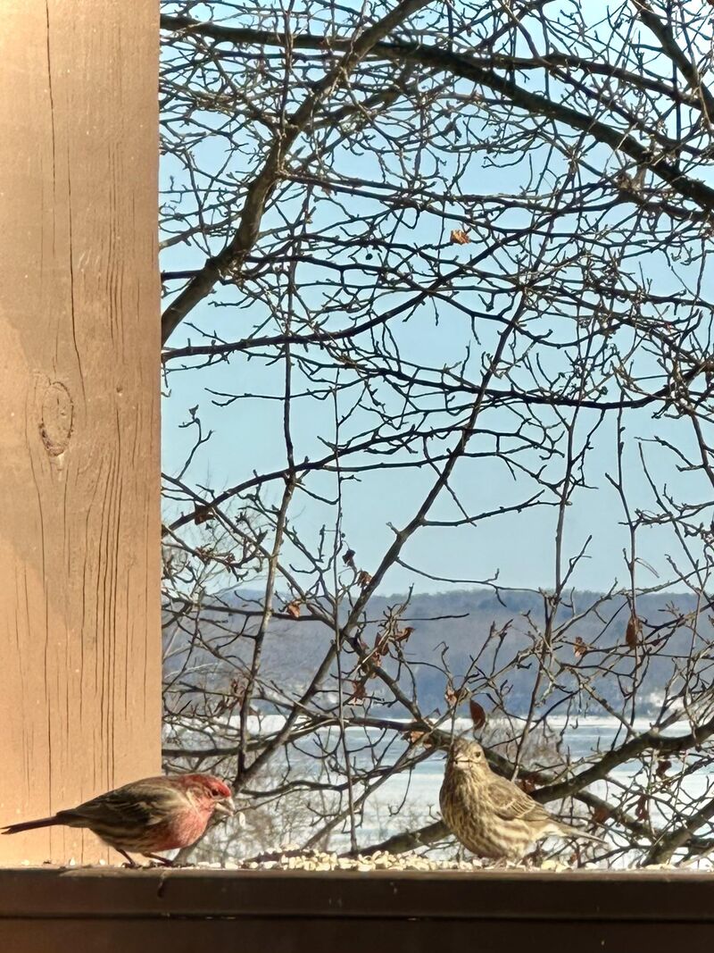 Pair of house finches grazing together on my deck (Hudson Valley, NY) 🐦‍⬛🪶