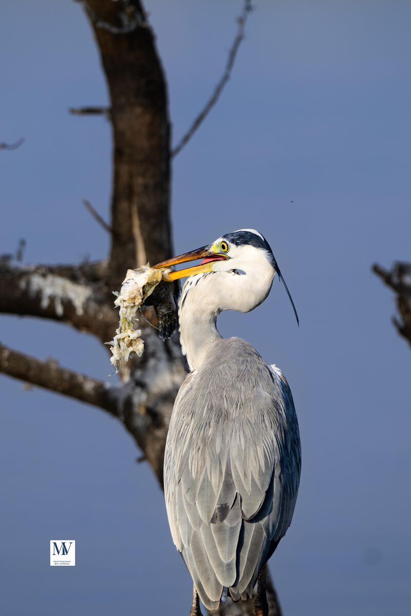 Life in the wetlands. Raw, unfiltered, and perfectly timed. Grey Heron with a catch at Bhigwan, Maharashtra, India. Shot on Nikon Z8 with Nikkor Z 180-600 mm January 2026