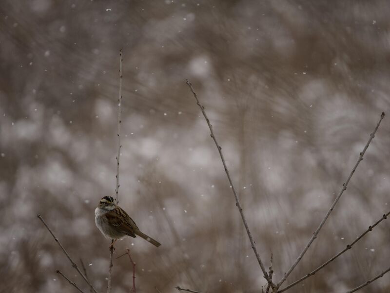 White Throated Sparrow
