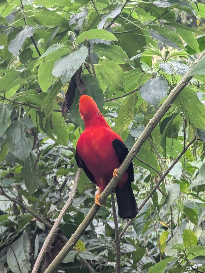 Andean Cock of the Rock - not kidding