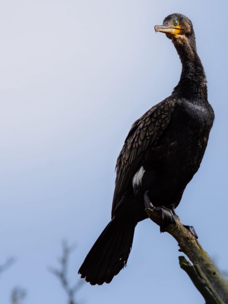 Cormorant photographed perched on a branch.