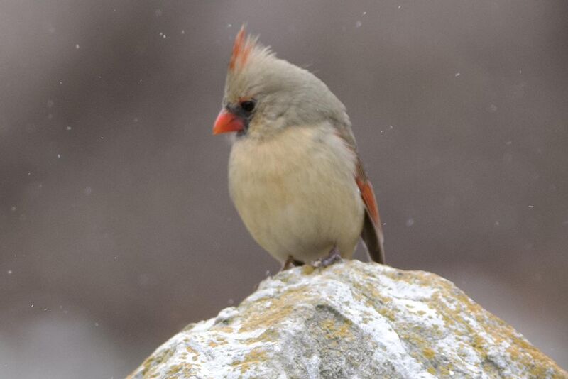 Female Northern Cardinal