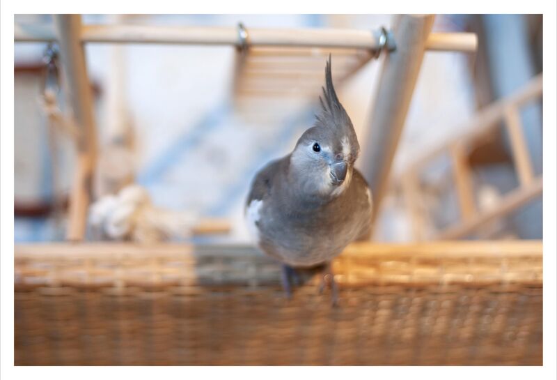 Did the vet kill my cockatiel?