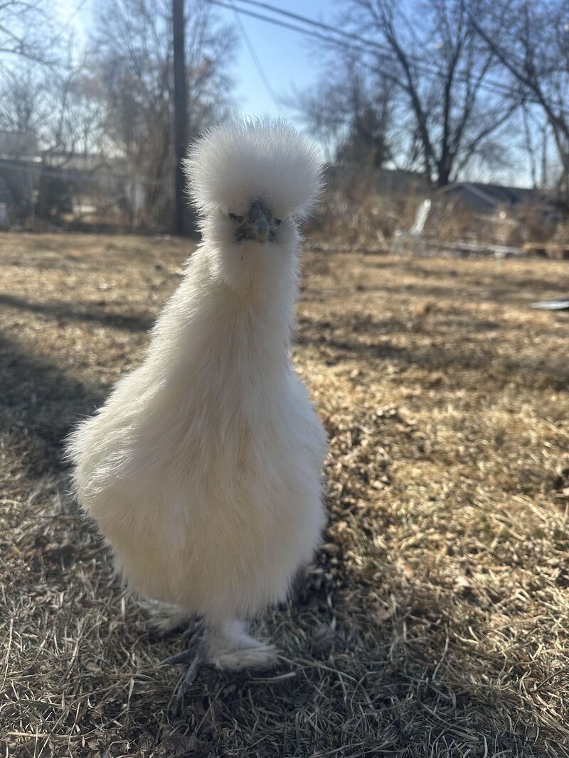 So I’m concerned about my girl, Pearl. Silkie 5 months. Hasn’t laid yet.