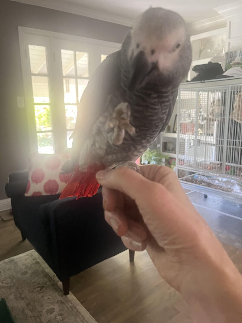 Toe grooming when perched on my hand- why? He’s not stressed or bored. Thoughts?