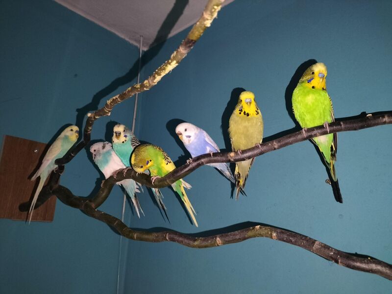 Budgie gang