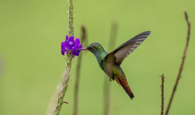 Bullseye - Rufous-Tailed Hummingbird