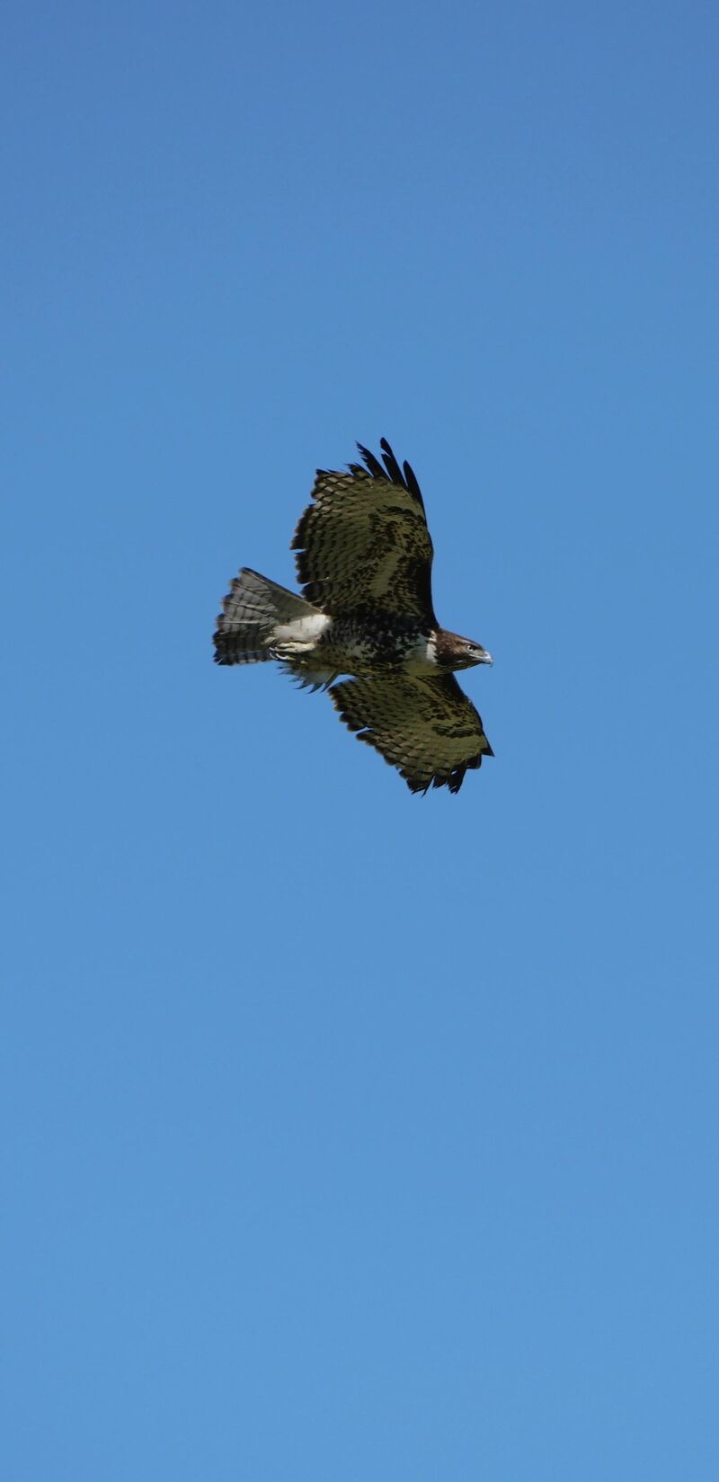 Won’t get tired of red tailed hawks