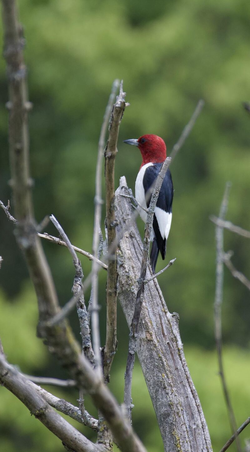 Red headed Woodpecker