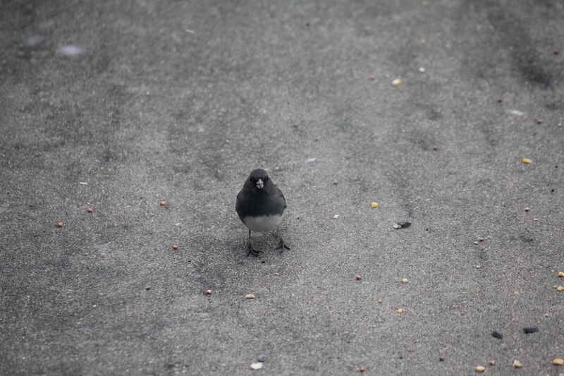 Dark-Eyed Junko Eating Bird Seed