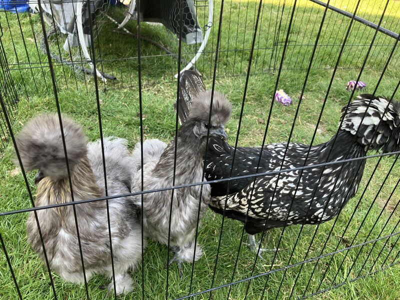 Goodbye to Meep-Meep