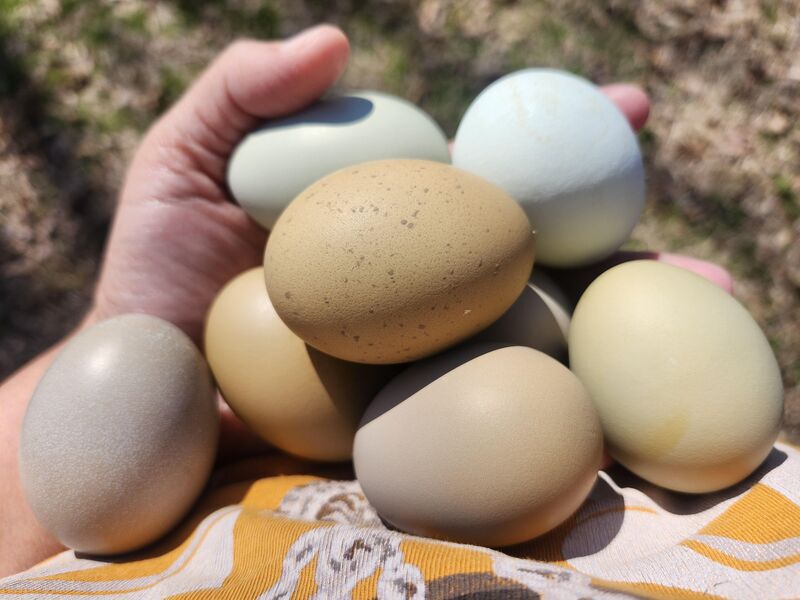 I guess my chickens decided that only blues and greens were gonna get laid this morning 💙💚