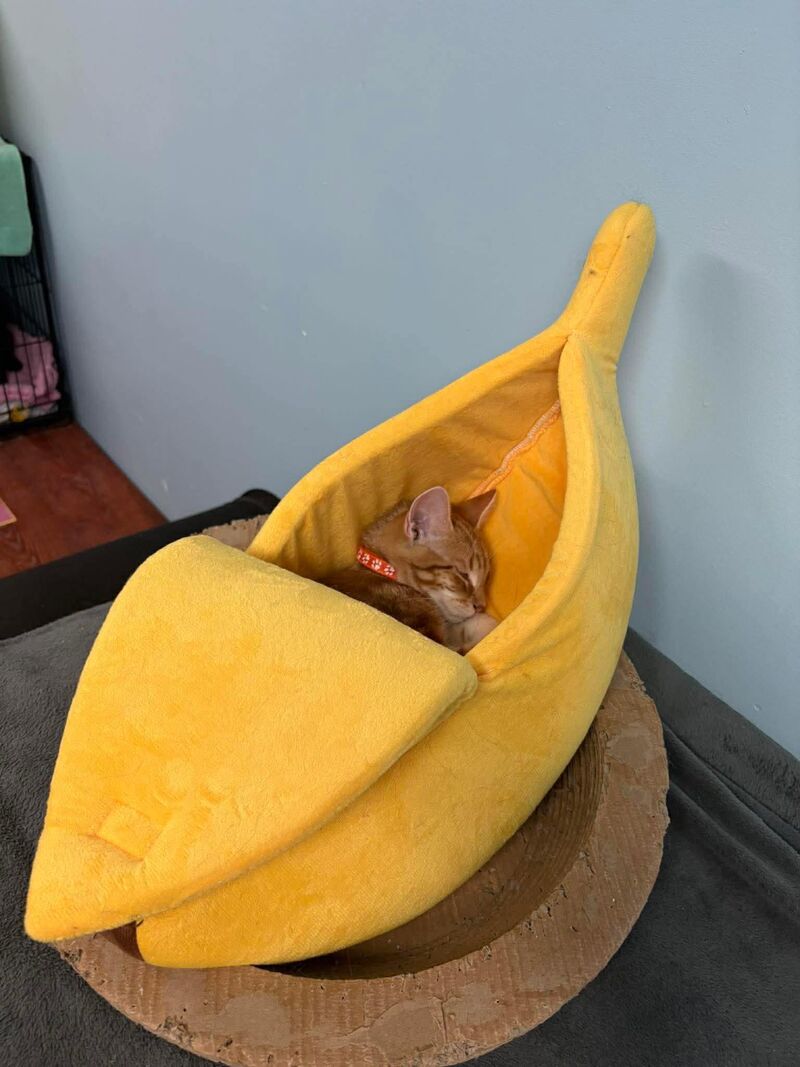 It’s the banana at our cat shelter again ❤️❤️❤️