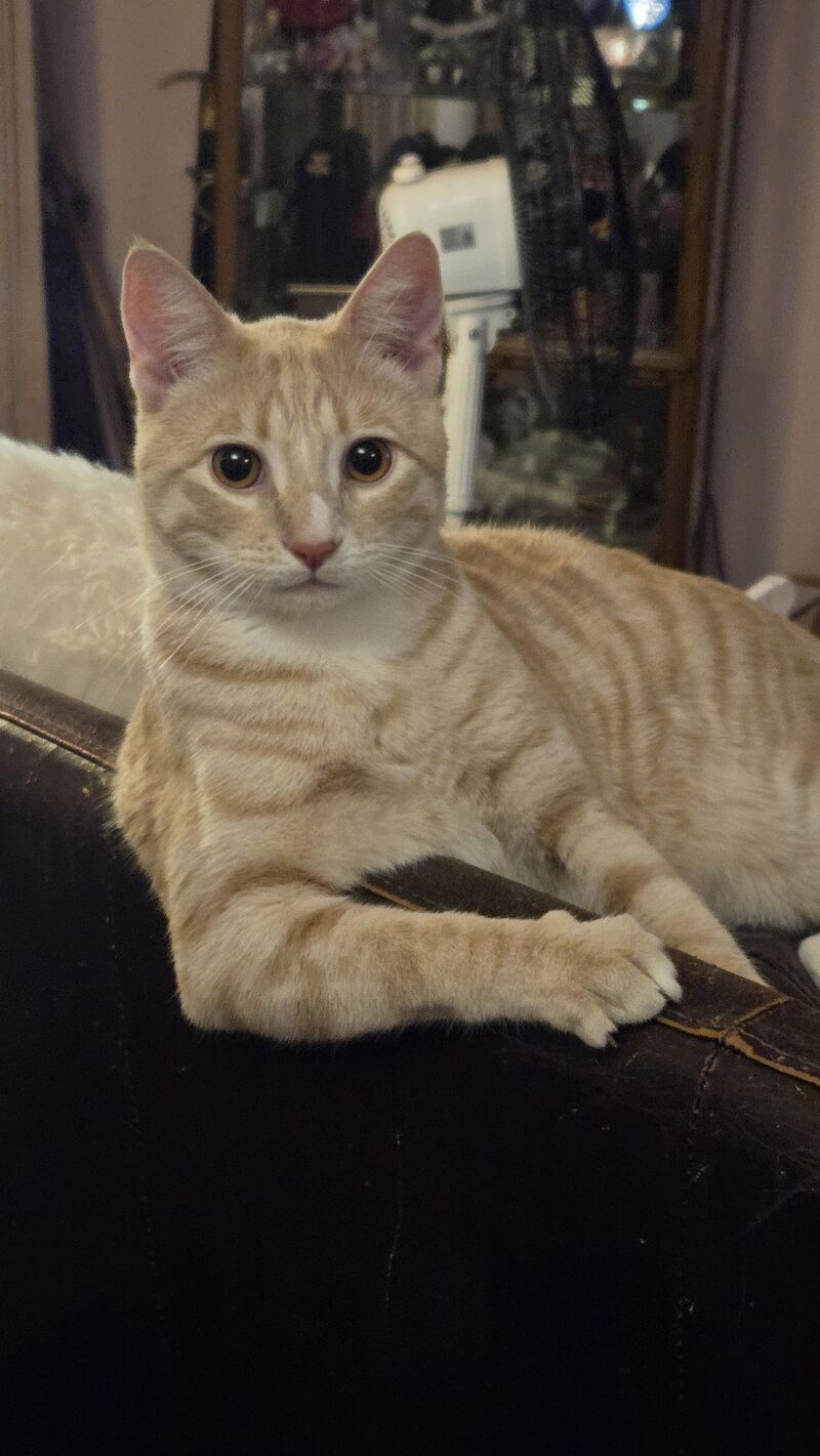 I don't always pose like I'm trying to sell Dos Equis, but when I do, it's adorable.