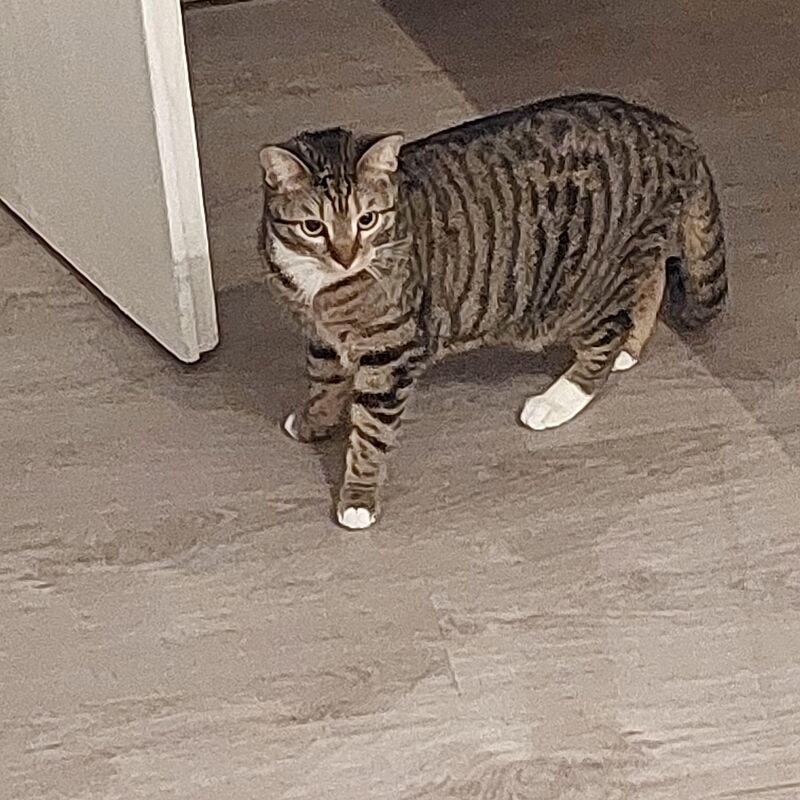 Today I was visited by my neighbour's cat