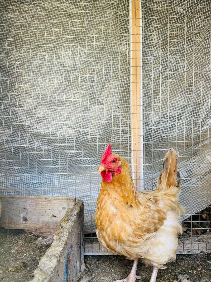 New member of the family