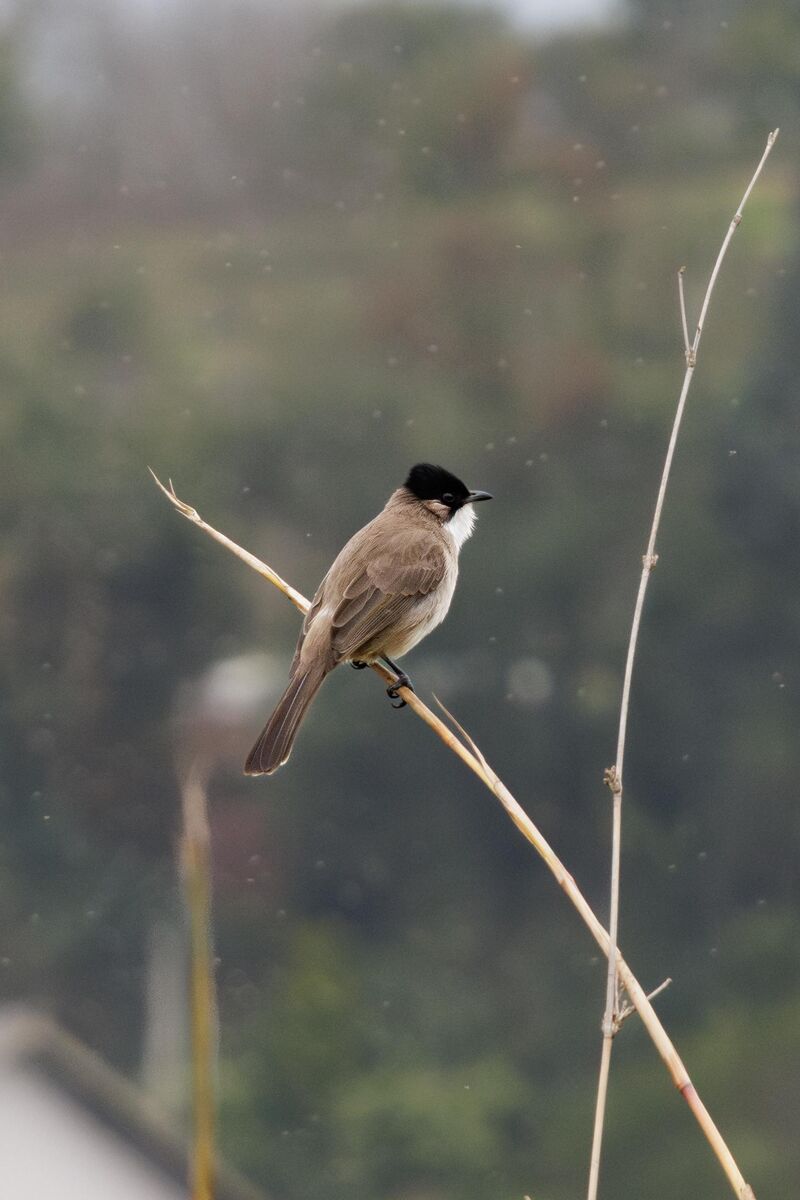Brown-breasted Bulbul