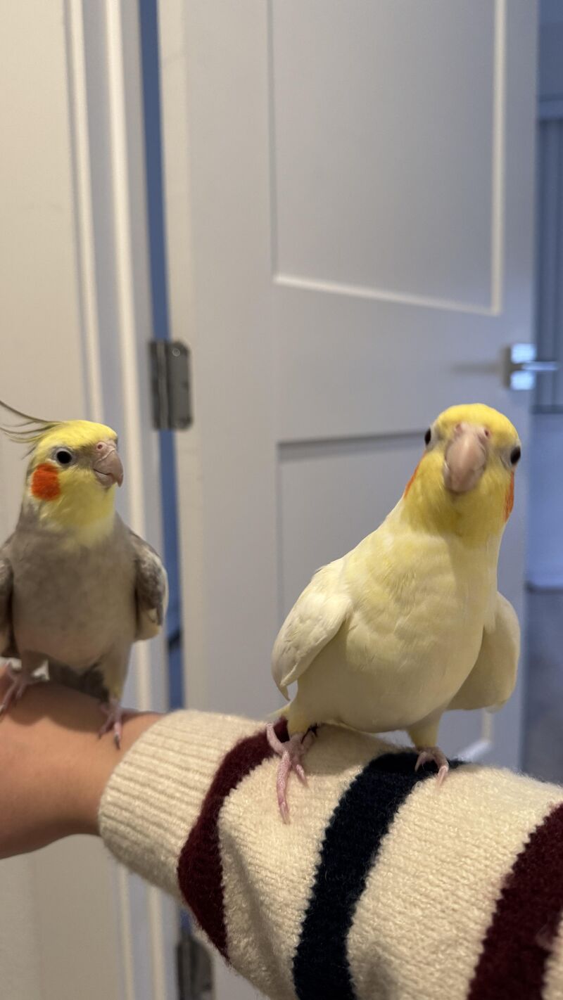 Brothers Egg and Fry