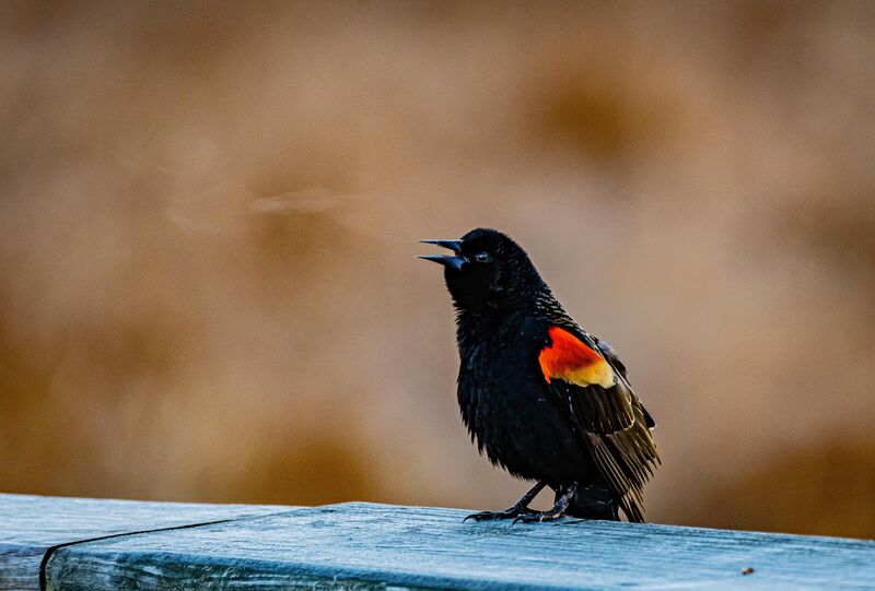 Red-winged blackbird need his morning coffee