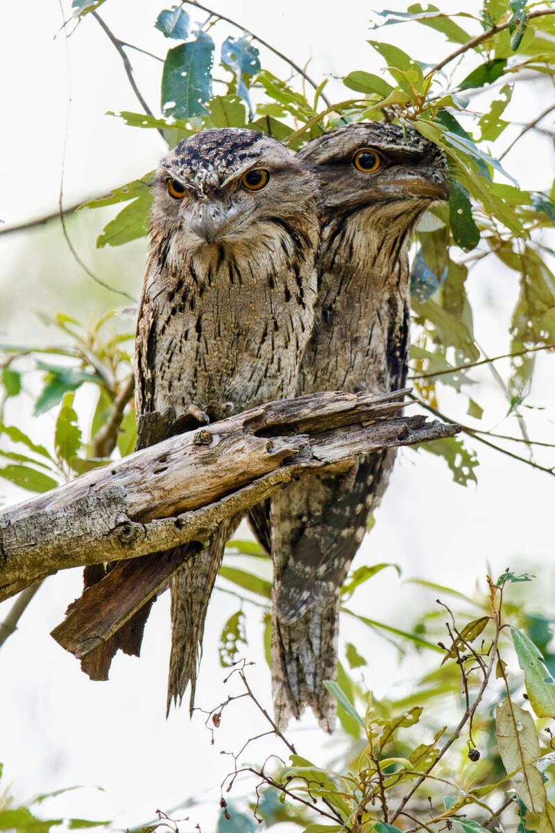 Tawny Frogmouth's trying to blend in.