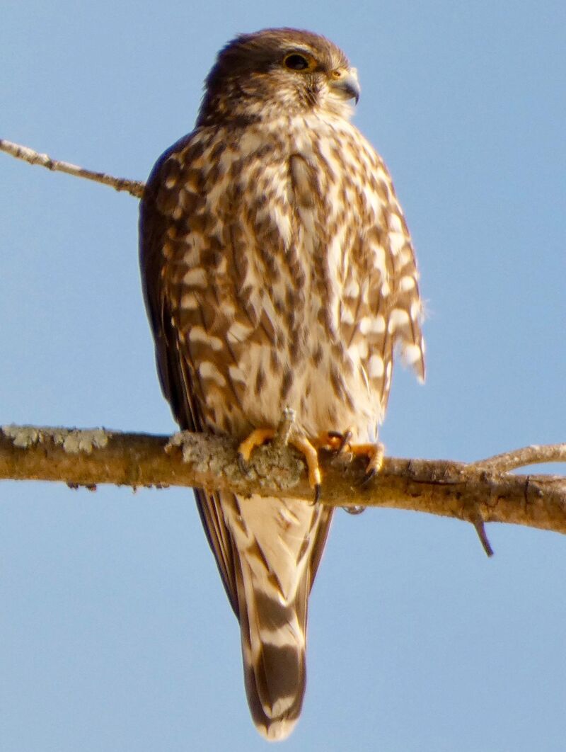 Merlin portrait. Great Swamp, NJ