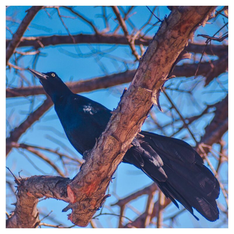 Branching Crow