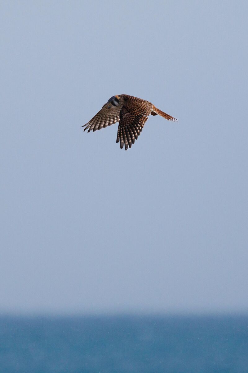 How to better capture kiting behavior?