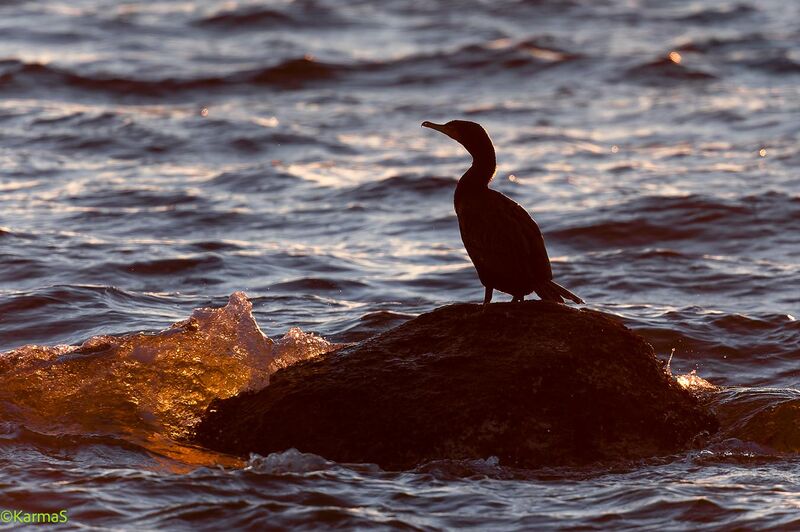 Double-crested Cormorant at sunset @Stanley Park, Vancouver