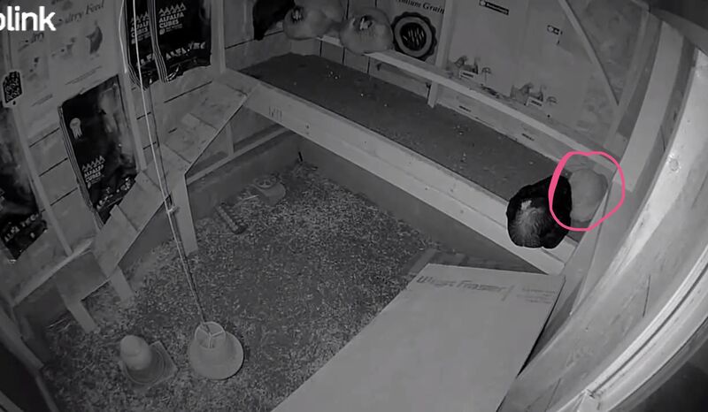 My chickens cycle is messed up