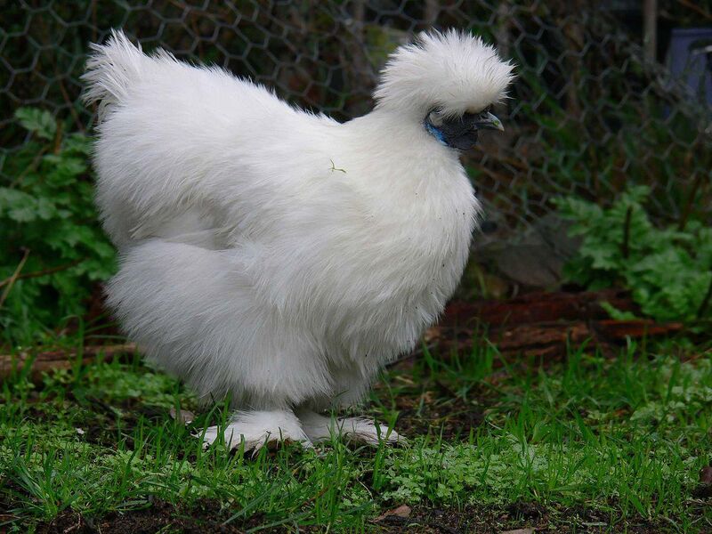 PLEASE share your Silkie pictures!