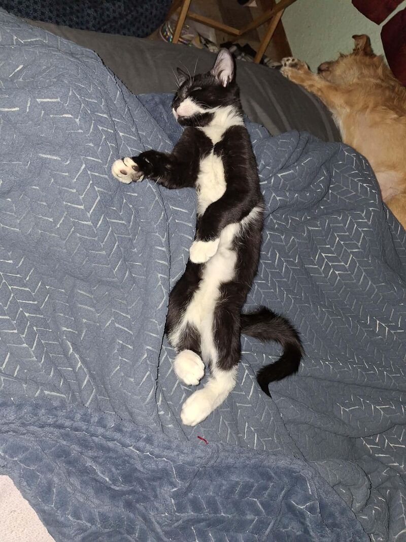 Kitten.exe has ceased to function. Please restart your fuzzball. (his name is Ganja)